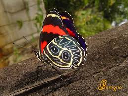 Resultado de imagem para imagens de borboletas 88