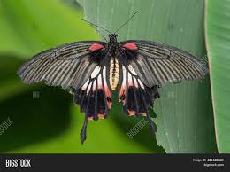 Ind 09 a+/a papilio forbesi. Great Mormon Papilio Image Photo Free Trial Bigstock