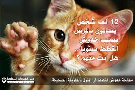 معالجة خدوش القطط في المنزل دليل العيادات البيطرية دكتور بيطري بين يديك