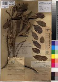 Image result for Millettia drastica