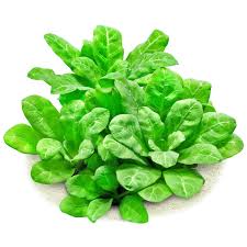 Image result for Samolus