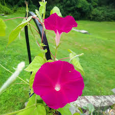 Image result for Ipomoea tricolor