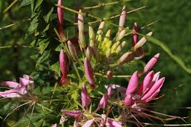 Image result for Cleome maculata