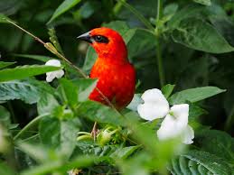 These distinct environments are known as biomes. 10 Interesting Facts About The Tropical Rainforest Biome