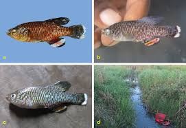 Image result for Belonophora