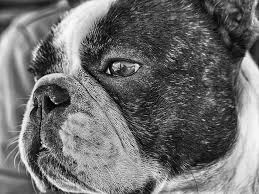 С 2013 года ип цацулин б.а. Askfrenchie Askfrenchie Twitter