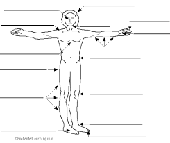The trickiest part of learning this though is learning the correct gender of each. Human Body Diagram In French Human Anatomy