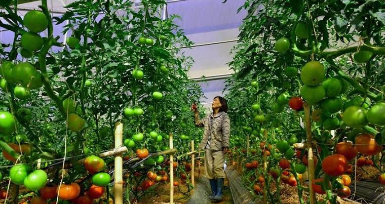 Nhật Bản thử nghiệm lưới màu đỏ giúp giảm sâu bệnh, cắt giảm tới 50% lượng thuốc trừ sâu