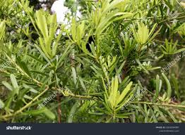 Image result for Podocarpus latifolius