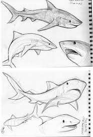 Pin On Shark