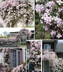 Dauerbluher unter den stauden mein schoner garten. Rosa Clematis Stecklinge Bluhende Pflanzen Duftkrauter Fur Den Garten Mehrjahrig Straucher Garten Winterharte Kletterpflanzen Clematis Pflanzen