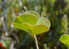 Image result for Marsilea vera
