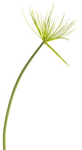 Image result for Cyperus costatus