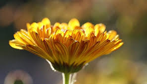 Flowers that start with a t. Flowers That Start With C Info List With Pictures