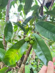 Image result for Bridelia atroviridis