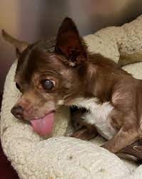 The Sanctuary for Senior Dogs - Lil Baby, 13-year-old Chihuahua | Facebook