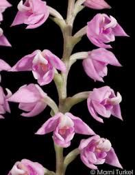 Image result for Polystachya valentina