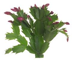 Department of agriculture plant hardiness zones 10 through 12. Thanksgiving Cactus Information Learn About Thanksgiving Cactus Plant Care