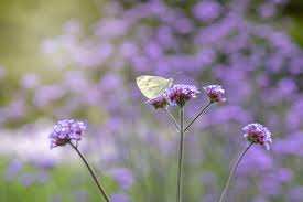 I'm sure you already know the wonderful flowers that attract butterflies and hummingbirds. How To Attract Bees And Butterflies Into Your Garden Goodtoknow