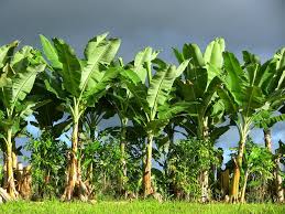 Image result for à®¤à®©à¯à®©à®®à¯à®ªà®¿à®•à¯à®•à¯ˆ à®•à®Ÿà¯à®Ÿà¯à®°à¯ˆà®•à®³à¯