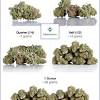 That's enough weed to satisfy the typical cannabis consumer for a year — and put a serious dent in their bank account. Https Encrypted Tbn0 Gstatic Com Images Q Tbn And9gctjpsun7a1 Vvwc Islt5ifxj T92gofthjtda2sztedfq5do1o Usqp Cau
