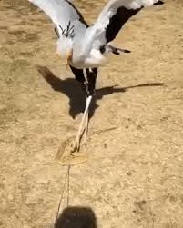 Birds With Human Arms Gif Https Encrypted Tbn0 Gstatic Com Images Q Tbn 3aand9gcr32zdrpfmjlfxtiqsgbzaihhfmgridoe8f Q Usqp Cau
