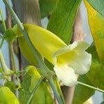 Image result for Hyparrhenia anemopaegma