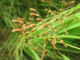 Image result for Fimbristylis aphylla