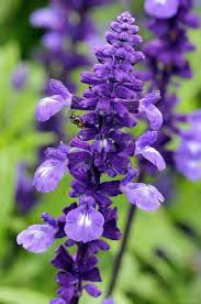 Image result for Salvia farinacea