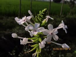 Image result for Plumbago zeylanica