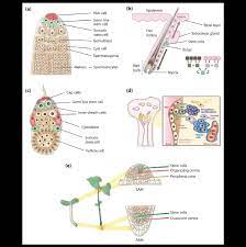 Culture of human stem cells is used to expand the number of cells and differentiate the cells into various somatic cell types for transplantation. Examples Of Animal And Plant Stem Cell Sc Niches The Scs Are Shown Download Scientific Diagram