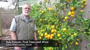 Bob duncan, owner of fruit trees and more in north saanich, bc, takes us on a tour of his demonstration orchard and nursery and shows how to grow mediterranean fruit on vancouver island. Growing Lemons And Limes In South Coastal Bc Canada Youtube
