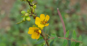 Image result for Senna sophera