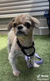 Are you looking for a best friend? This Dog Was Rescued With Six Pounds Of Matted Fur On His Body