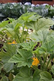 The butternut is relatively easy to distinguish from black all of them have hybrid vigor, which means the. Growing Spaghetti Squash From Seed To Harvest