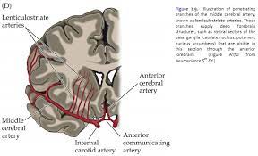 The internal carotid arteries and vertebral arteries supply the anterior and posterior circulatory components of the anastomosis respectively. Duke Neurosciences Lab 1 Surface Anatomy Of The Brain