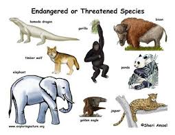 Names Of Endangered Species Endangered Species Poster Exploring Nature Educational Resource Endangered Animals Endangered Animals