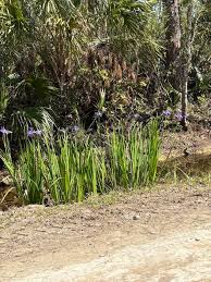 Image result for Orthochilus milnei