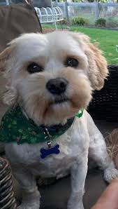 FOUND! Can everyone keep an eye out for our escape artist, his name is  Melvin.