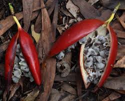 Image result for Adenia mossambicensis