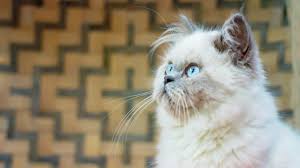 We did not find results for: Understanding Himalayan Cat Colors Lovetoknow