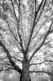 Beautiful Black And White Tree Pictures Pin By Willow On Share Your Favourite Pins Black And White Tree