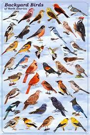 Backyard Birds Educational Science Chart Poster Posters Allposters Com In 2021 Backyard Birds Watching Backyard Birds Pet Birds