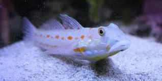 Ikan pemakan lumut atau juga dikenal sebagai algae eater merupakan salah satu ikan hias yang bisa dipelihara di aquascape. 10 Jenis Ikan Pembersih Akuarium Bikin Bersih Dan Cantik Pintarpet
