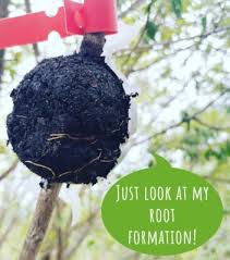 Image result for Brackenridgea zanguebarica