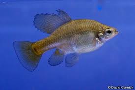 Golden Skiffia Officailly Declared Extinct In The Wild In 1996 North American Wildlife Extinct Animals Beautiful Fish