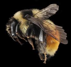 Image result for Bombus subterraneus