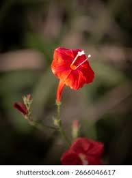 Image result for Ipomoea hederifolia