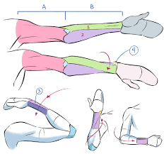 Body reference drawing hair reference anatomy reference art reference poses digital art tutorial digital painting hip pain back pain knee pain tensor fasciae latae psoas release hip mobility tight hip flexors hip flexor pain muscle anatomy. Learn From Anatomy To Improve Your Poses Art Rocket