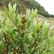 Image result for Myrica spathulata